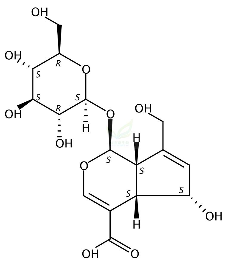 去乙酰基车叶草苷酸 Desacetyl asperulosidic acid 