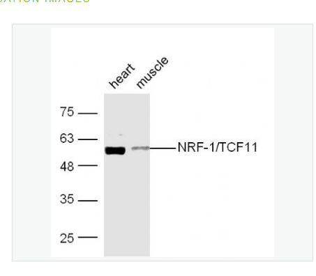 Anti-NRF1 antibody-核呼吸因子-1抗体