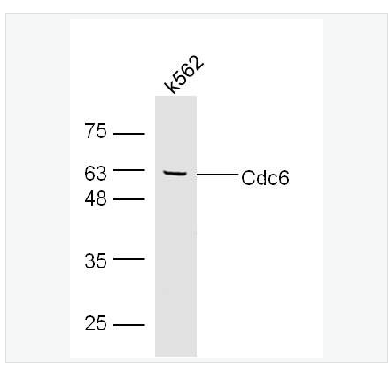 Anti-Cdc6 antibody-细胞分裂周期蛋白6抗体