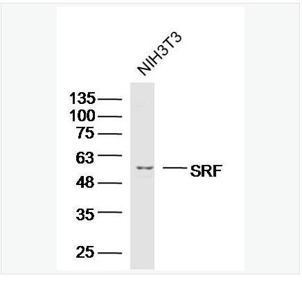 Anti-SRF antibody-血清应答因子抗体