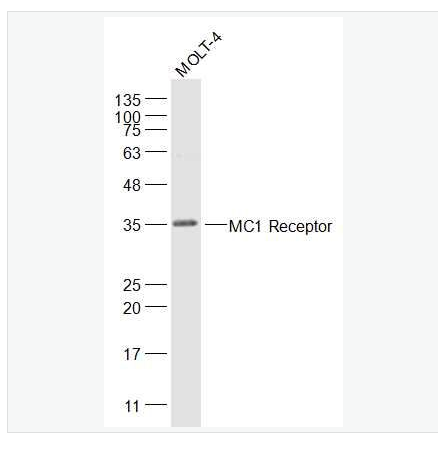 Anti-MC1R antibody-黑皮质素-1受体抗体