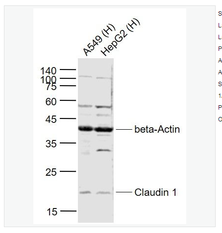 Anti-CLDN1 antibody-紧密连接蛋白1抗体