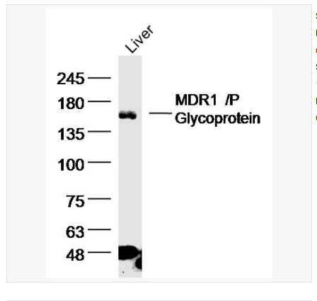 Anti-MDR1/P Glycoprotein antibody-多药耐药蛋白/P-糖蛋白(C端)抗体