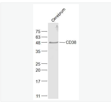 Anti-CD38  antibody-CD38抗体