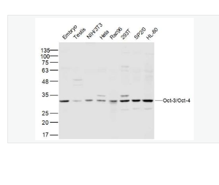 Anti-Oct-3/Oct-4 antibody-胚胎干细胞关键蛋白抗体