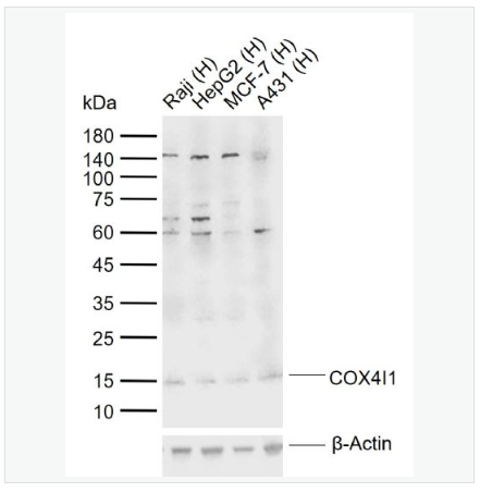 Anti-COX4I1 antibody-细胞色素c氧化酶IV亚型1抗体