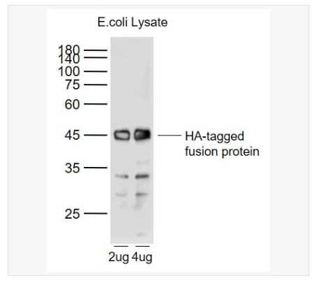 Anti-HA tag antibody-HA tag标签单克隆抗体