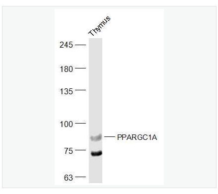 Anti-PPARGC1A antibody-过氧化物酶体增殖物激活受体γ辅激活子1α抗体