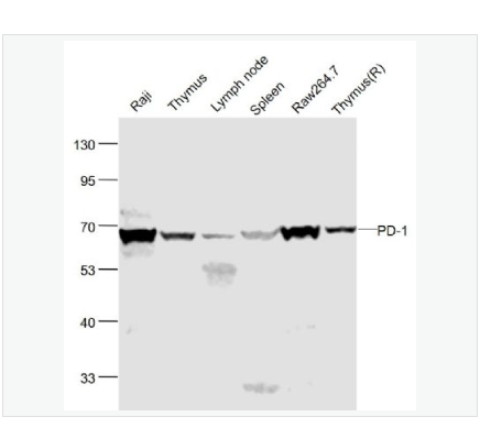 Anti-PD-1 antibody-程序性死亡1（CD279）抗体