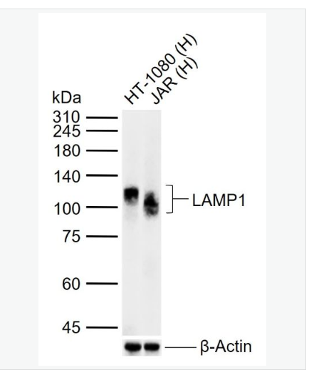 Anti-LAMP1  antibody-溶酶体相关膜蛋白1（CD107）抗体