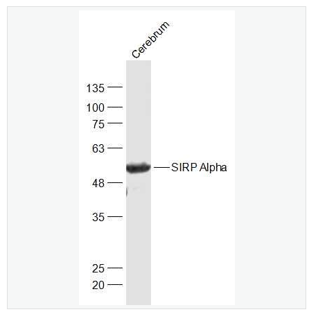 Anti-SIRP Alpha antibody-信号调节蛋白α抗体