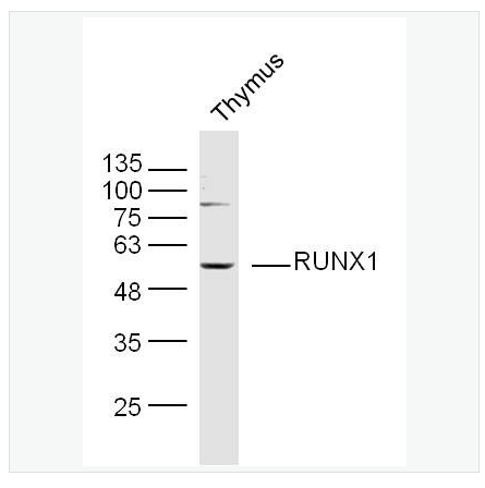 Anti-RUNX1 antibody-急性髓细胞白血病1蛋白抗体