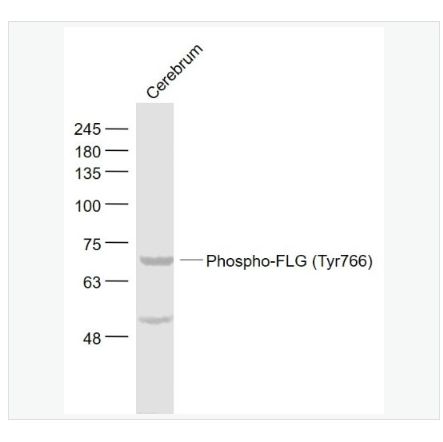 Anti-Phospho-FLG  antibody-磷酸化碱性成纤维细胞生长因子受体1（CD331）抗体