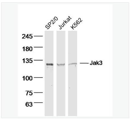 Anti-Jak3 antibody-蛋白酪氨酸激酶JAK-3抗体