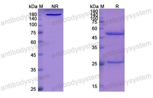 Research Grade Libivirumab  (DVV03003)