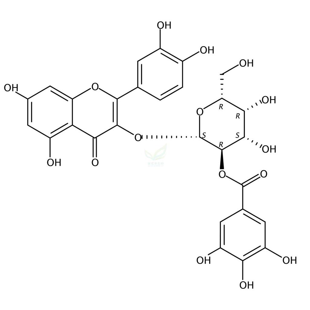 2′′-O-没食子酰基金丝桃苷 