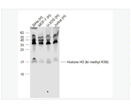 Anti-Histone H3 antibody-三甲基化组蛋白H3抗体
