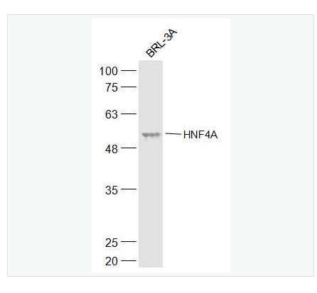 Anti-HNF4A  antibody-肝细胞核因子4α抗体
