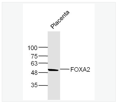 Anti-FOXA2  antibody-肝细胞核因子3抗体