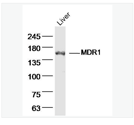Anti-MDR1 antibody-多药耐药蛋白/P-糖蛋白抗体