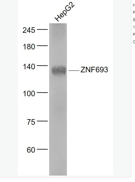 Anti-ZNF693  antibody-锌指蛋白693抗体