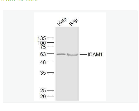 Anti-ICAM1 antibody-细胞间粘附分子1（CD54）抗体