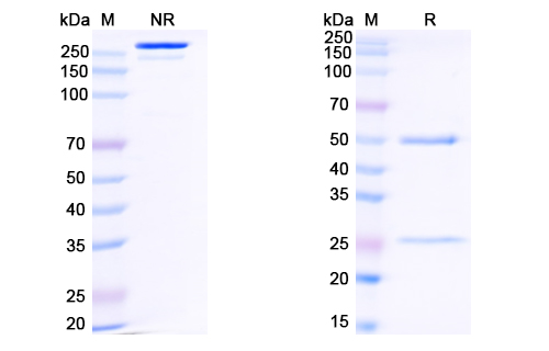 Research Grade Anti-HIV-1 gp120/Glycoprotein 120 (N6LS) (DVV03105)