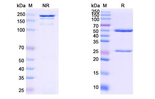 Research Grade Anti-HIV gp120/SU (VRC01) (DVV07801)