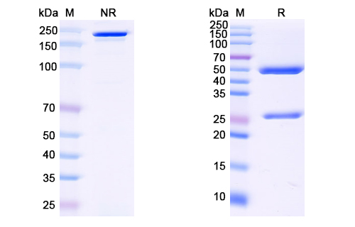 HBV Pres1/Pre-S1 Region Antibody (G10) RVV03003