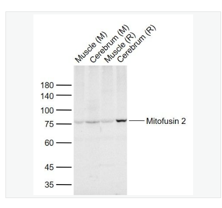 Anti-Mitofusin 2 antibody-线粒体融合蛋白Mfn2抗体