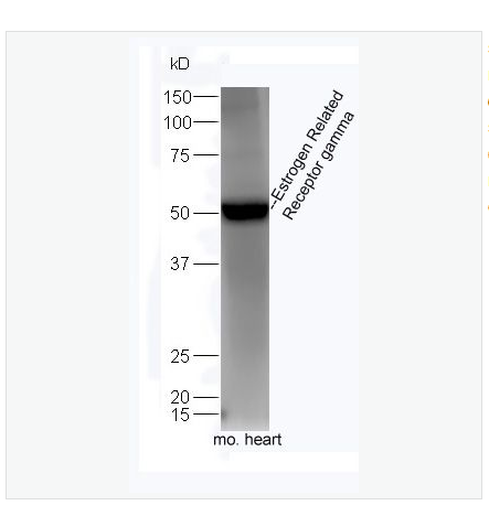 Anti-Estrogen Related Receptor gamma antibody-雌激素受体相关蛋白3抗体