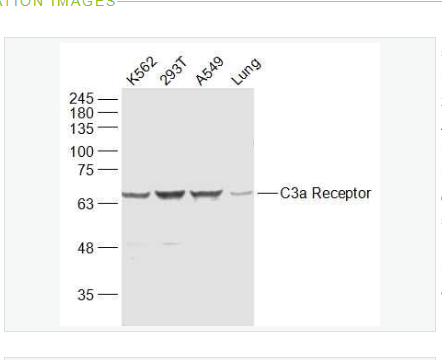 Anti-C3a Receptor  antibody-过敏毒素C3受体/补体C3受体抗体