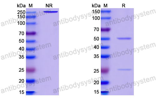 HIV-1 gp140/Env Trimer Broadly Neutralizing Antibody (Iv0112) VVV03104