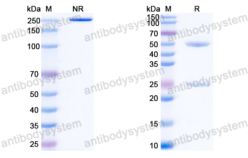 Anti-HBV-D HBeAg/C/p25 Antibody (E6#)