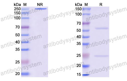 Anti-EBV/HHV-4 BLLF1/MA Antibody (72A1)