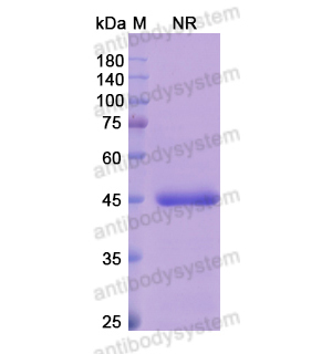 Research Grade Abrezekimab