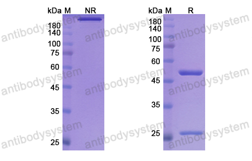 Research Grade Fontolizumab