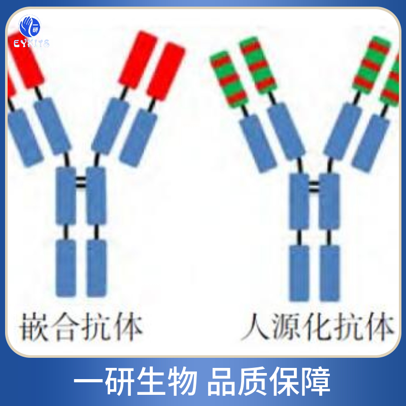 N-甲基嘌呤DNA糖基化酶