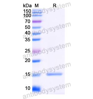 Anti-HIV-1 rev/ART/TRS protein Antibody (SAA1422)