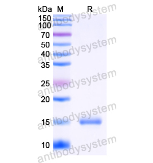 Anti-HIV1 Gag polyprotein Nanobody (SAA0891)