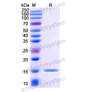 Anti-HIV1 Gag polyprotein Nanobody (SAA0890)