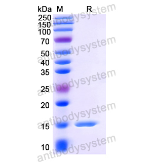 Anti-HIV1 Gag polyprotein Nanobody (SAA0889)