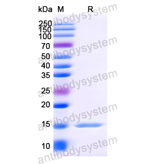 Anti-Vesicular stomatitis Indiana virus/VSIV NP/Nucleoprotein Nanobody (SAA1193)