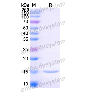Anti-HIV1 Surface protein gp120 Nanobody (SAA0894) 