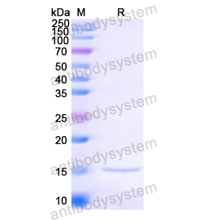 Anti-HIV1 Surface protein gp120 Nanobody (SAA0884)