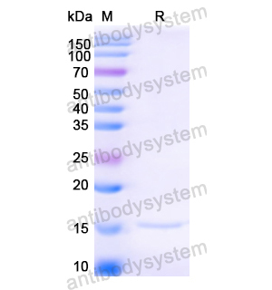 Anti-HIV1 Surface protein gp120 Nanobody (SAA0881)