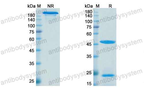 Research Grade Denintuzumab