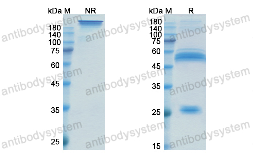 Research Grade Xentuzumab