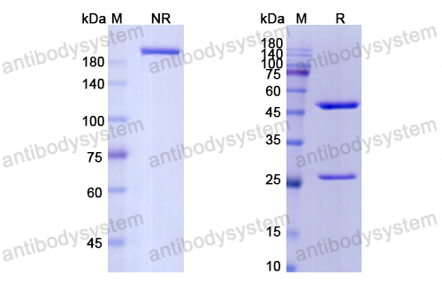 Research Grade Keliximab