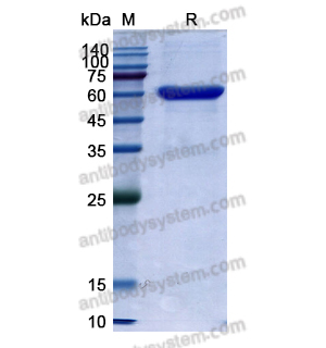 Research Grade Solitomab  (DHD17407)